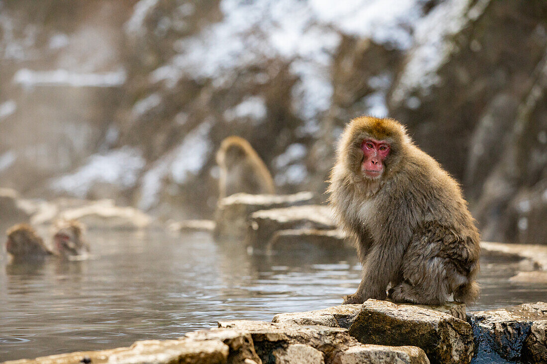 Schneeaffen im Snow Monkey Park, Jigokudani, Präfektur Nagano, Honshu, Japan, Asien