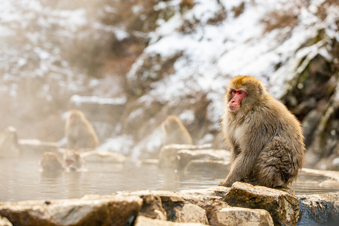 Schneeaffen im Snow Monkey Park, Jigokudani, Präfektur Nagano, Honshu, Japan, Asien