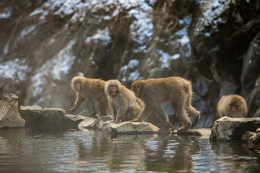 Schneeaffen im Snow Monkey Park, Jigokudani, Präfektur Nagano, Honshu, Japan, Asien