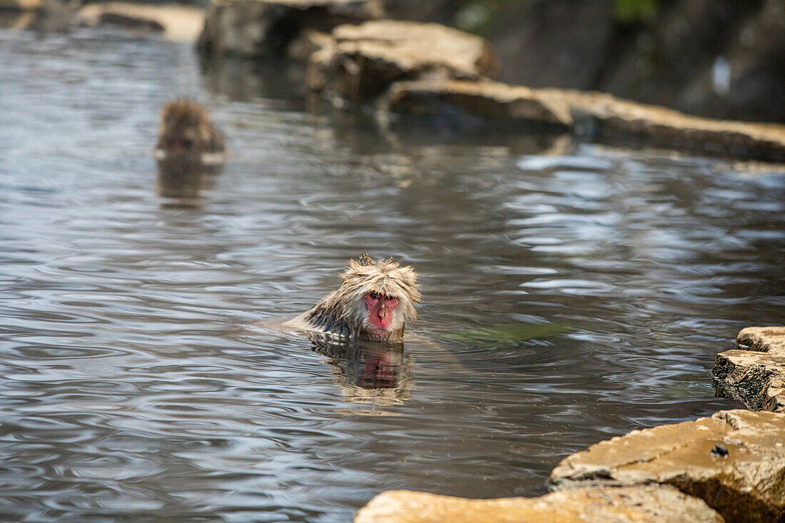 Schneeaffen im Snow Monkey Park, Jigokudani, Präfektur Nagano, Honshu, Japan, Asien