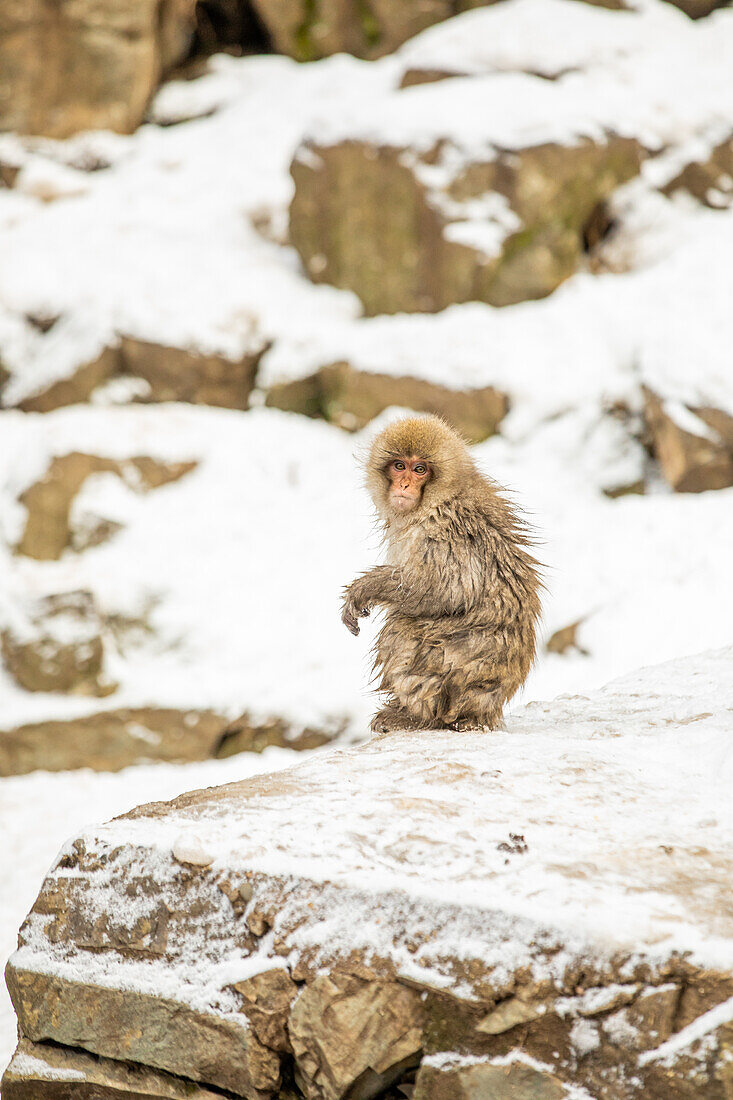 Schneeaffen im Snow Monkey Park, Jigokudani, Präfektur Nagano, Honshu, Japan, Asien