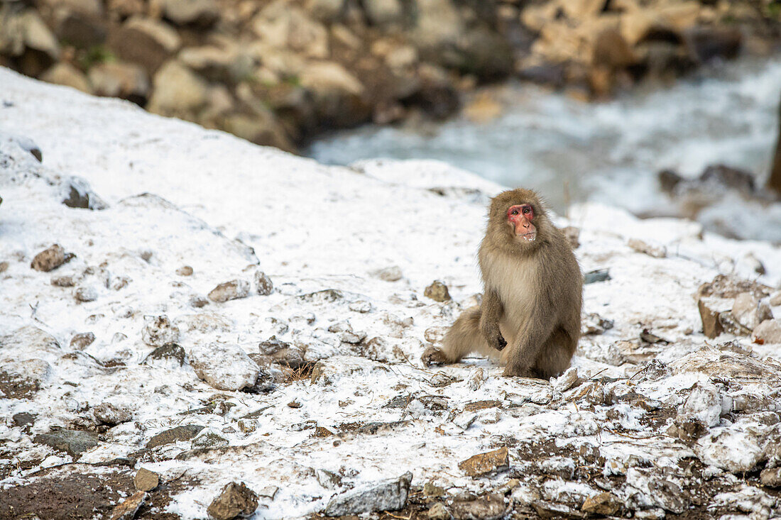 Schneeaffen im Snow Monkey Park, Jigokudani, Präfektur Nagano, Honshu, Japan, Asien