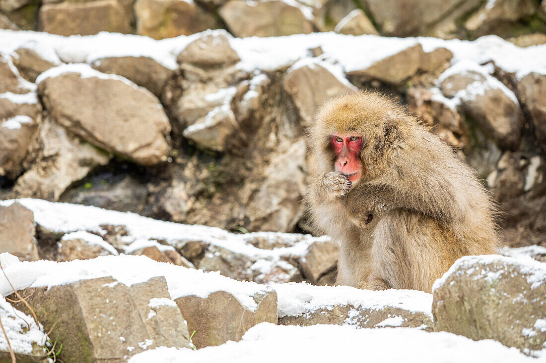 Schneeaffen im Snow Monkey Park, Jigokudani, Präfektur Nagano, Honshu, Japan, Asien