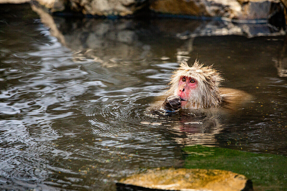 Snow Monkeys at Snow Monkey Park, Jigokudani, Nagano Prefecture, Honshu, Japan, Asia