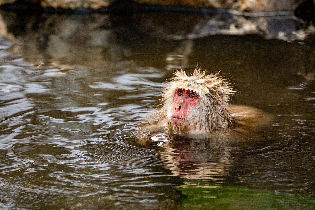 Schneeaffen im Snow Monkey Park, Jigokudani, Präfektur Nagano, Honshu, Japan, Asien