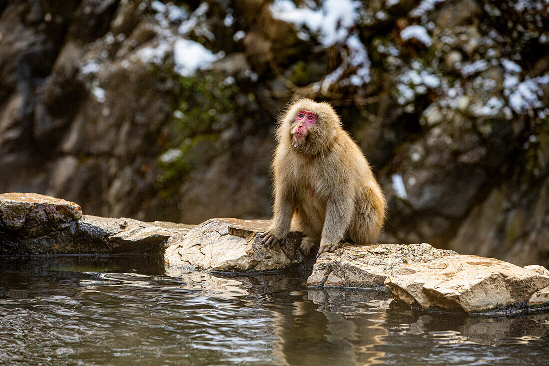 Schneeaffen im Snow Monkey Park, Jigokudani, Präfektur Nagano, Honshu, Japan, Asien