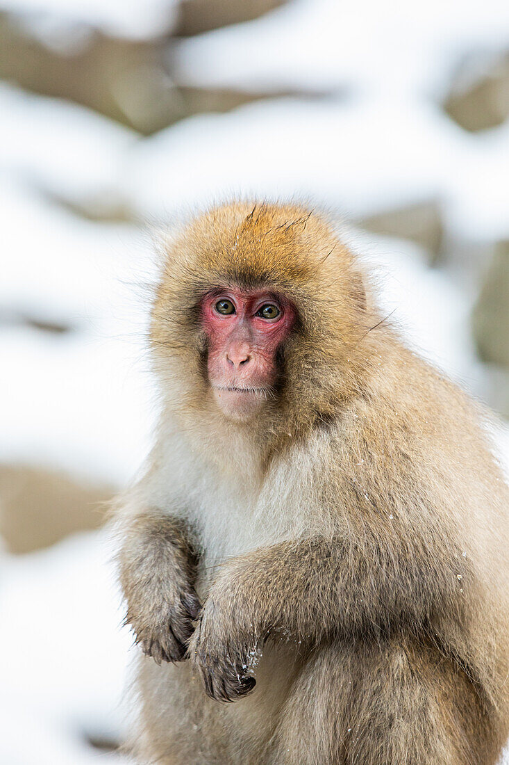 Schneeaffen im Snow Monkey Park, Jigokudani, Präfektur Nagano, Honshu, Japan, Asien