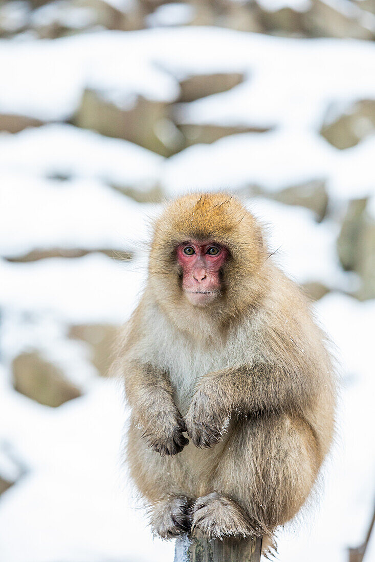 Schneeaffen im Snow Monkey Park, Jigokudani, Präfektur Nagano, Honshu, Japan, Asien