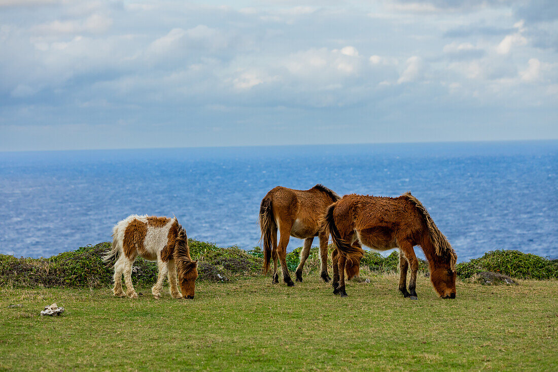 Wilde Ponys auf der Insel Yonaguni, Yaeyama-Inseln, Japan, Asien