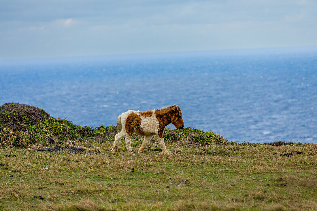 Wild ponies on Yonaguni Island, Yaeyama Islands, Japan, Asia