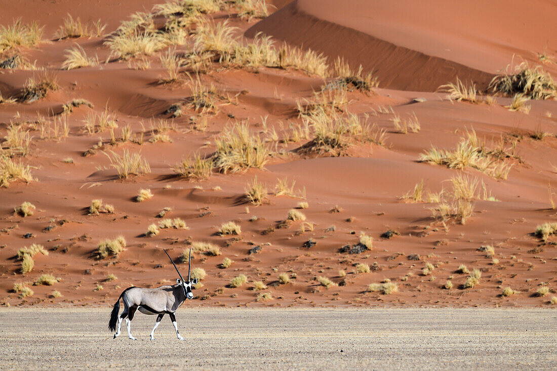 Oryx, Namibia, Afrika