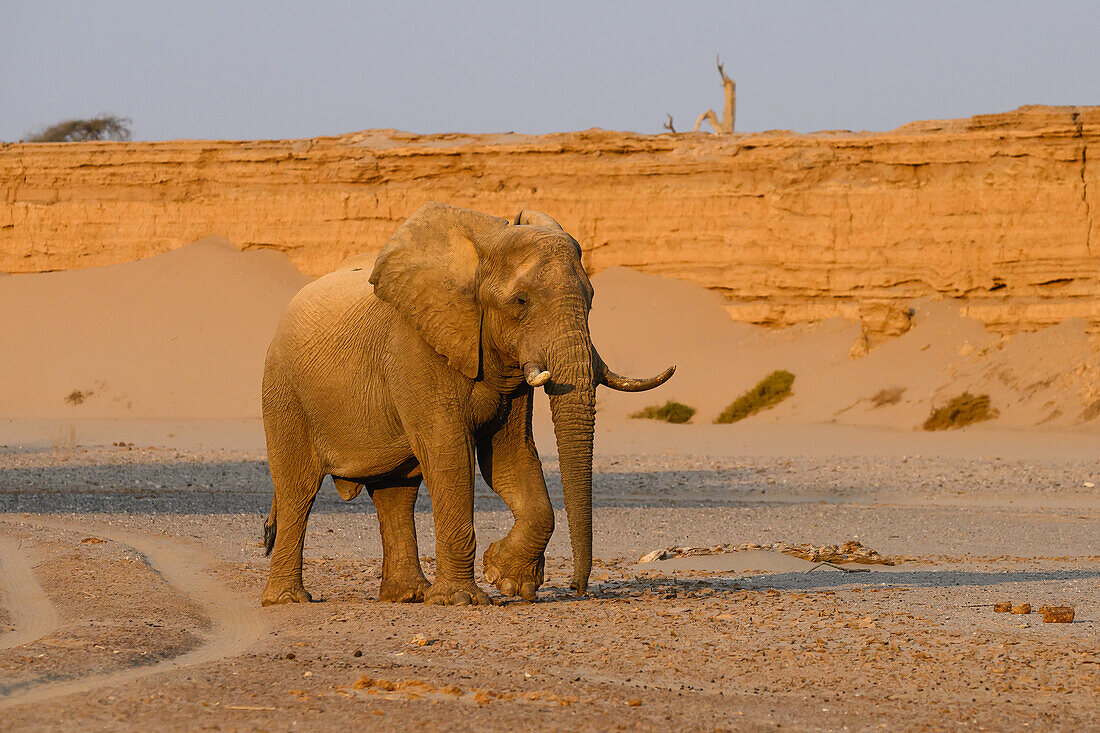 An die Wüste angepasster Afrikanischer Elefant, Namibia, Afrika