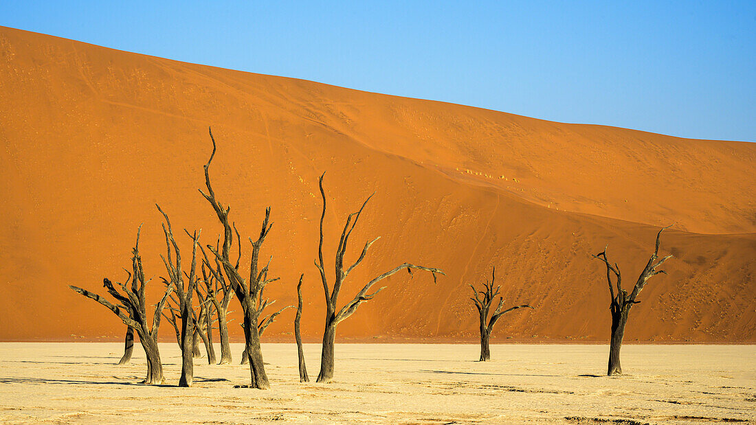 Deadvlei (Dead Vlei), Namib-Naukluft Park, Namibia, Africa