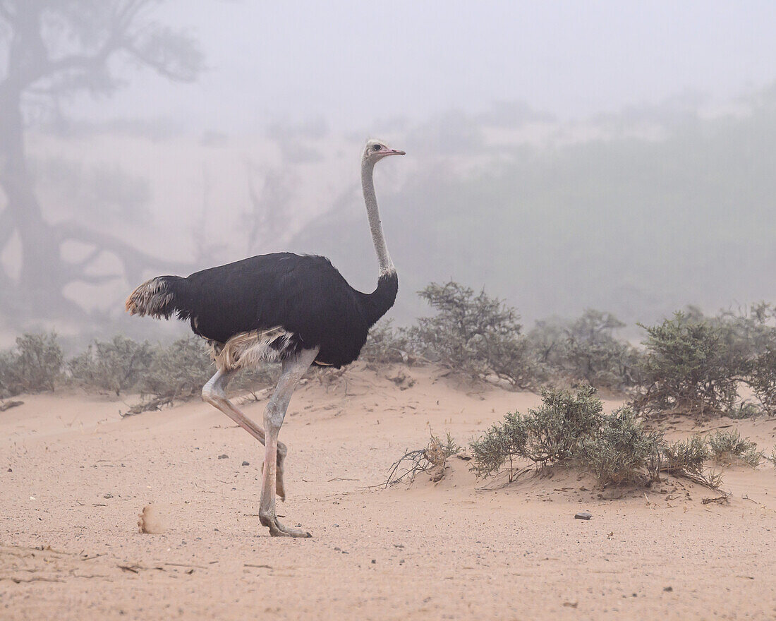 Strauß in der Wüste, Namibia, Afrika