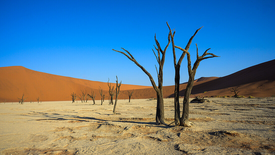 Deadvlei (Dead Vlei), Namib-Naukluft Park, Namibia, Africa