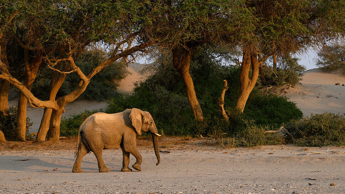 An die Wüste angepasster Afrikanischer Elefant, Namibia, Afrika