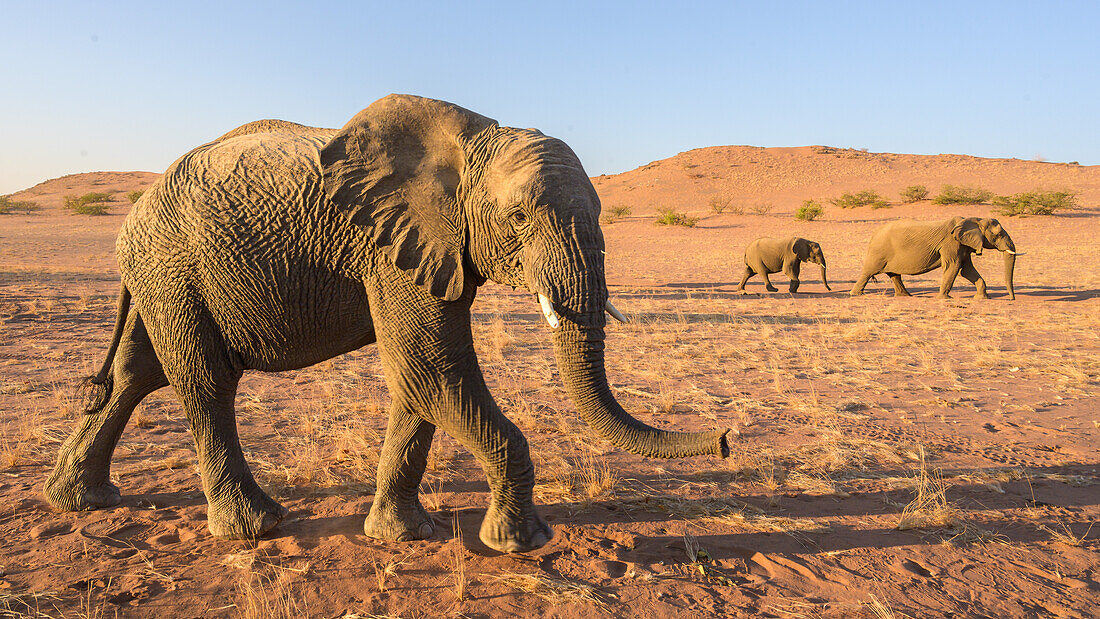 An die Wüste angepasster Afrikanischer Elefant, Namibia, Afrika