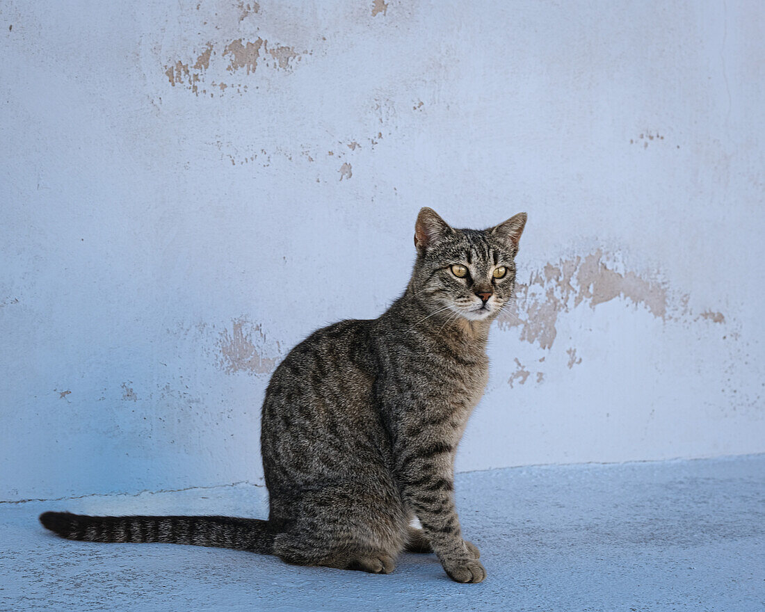 Cat, Santorini, Cyclades, Greek Islands, Greece, Europe