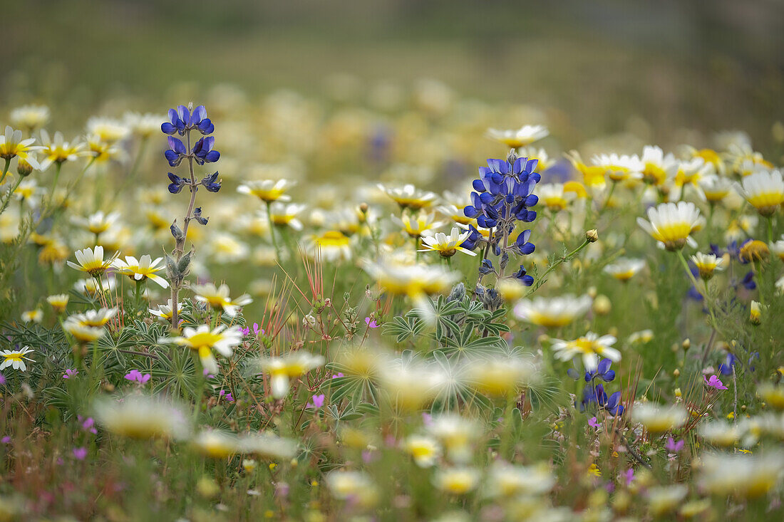 Wilde Blumen, Santorin, Kykladen, Griechische Inseln, Griechenland, Europa