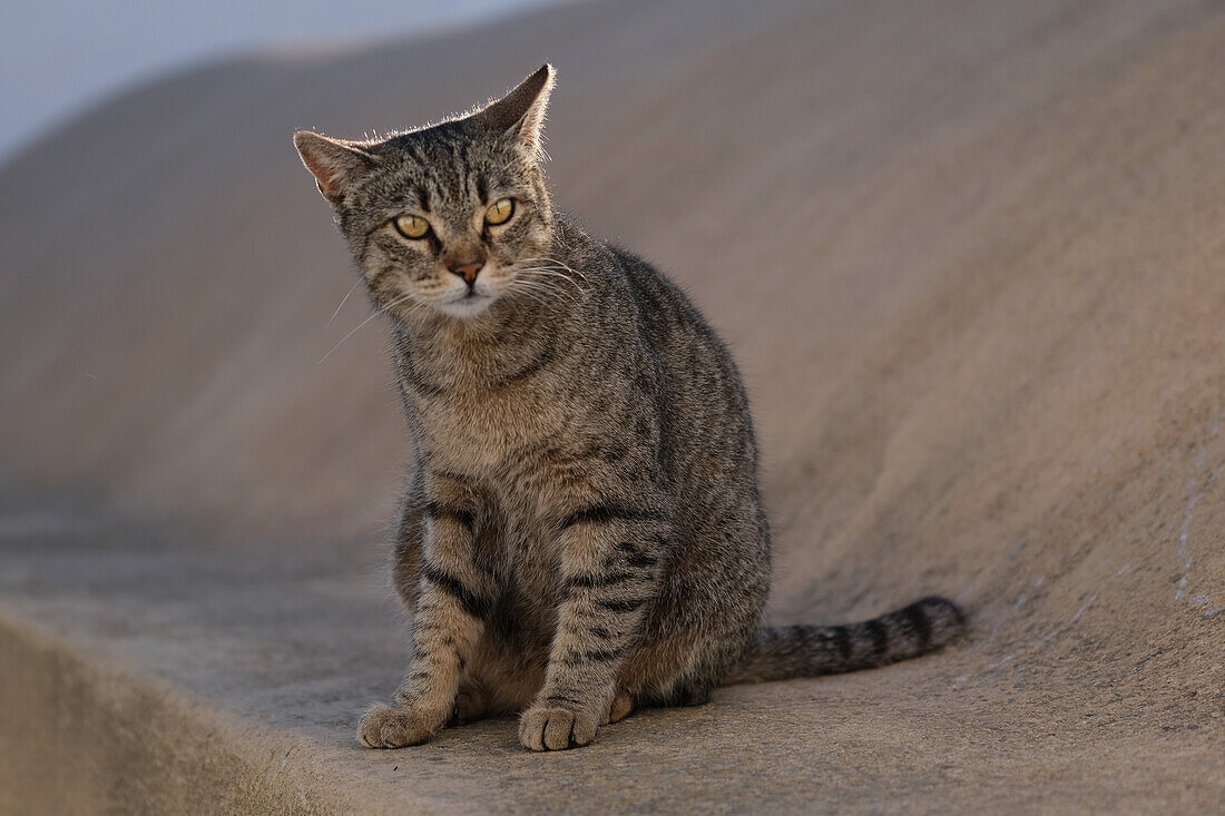 Cat, Santorini, Cyclades, Greek Islands, Greece, Europe