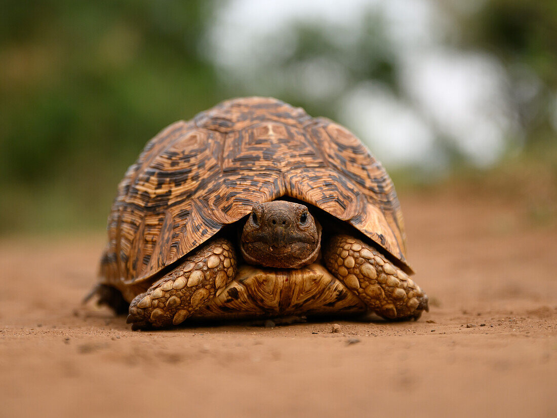 Leopard tortoise, South Africa, Africa