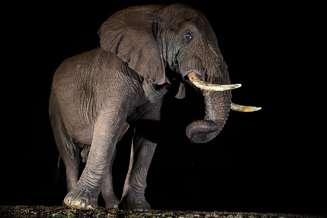 Afrikanischer Elefant, Südafrika, Afrika