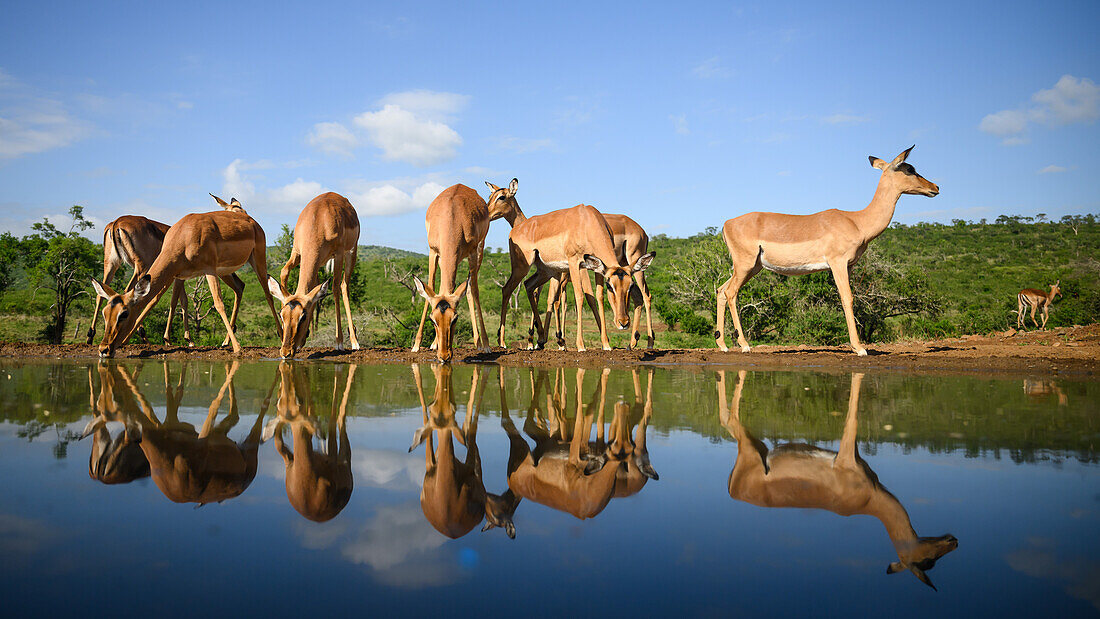 Impala mit Spiegelungen, Südafrika, Afrika