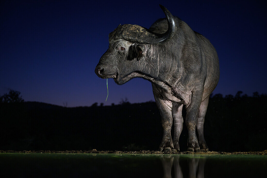 Buffalo at waterhole, South Africa, Africa