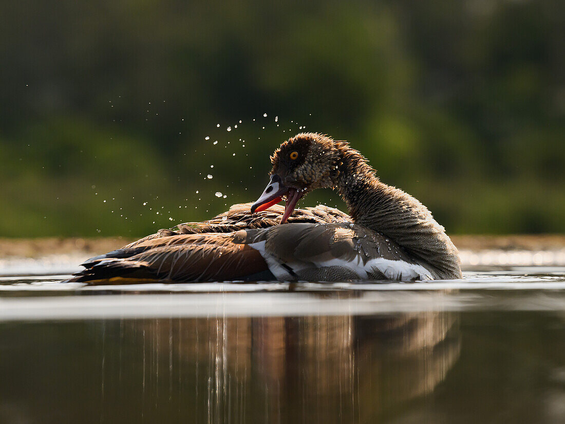 Nilgans beim Putzen, Südafrika, Afrika