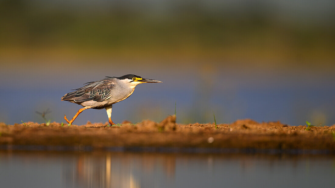 Night Heron, South Africa, Africa