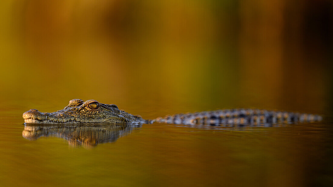 Crocodile, South Africa, Africa