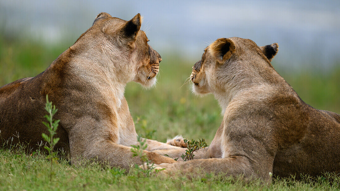 Löwen, Südafrika, Afrika