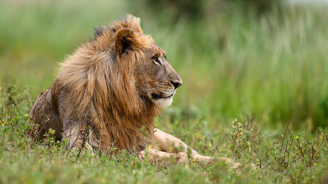 Lions, South Africa, Africa