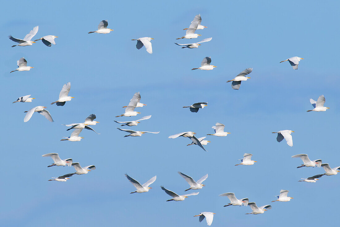 Schwarm westlicher Kuhreiher (Bubulcus ibis), Amazonasbecken, Brasilien, Südamerika