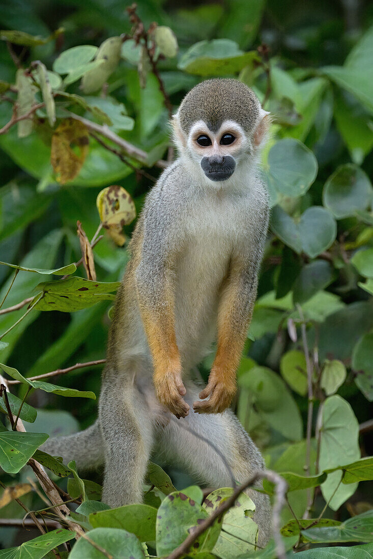 Golden-backed squirrel monkey (Saimiri ustus), Amazon basin, Brazil, South America