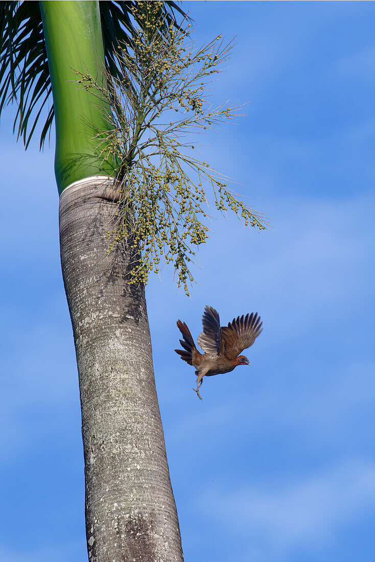 Kastanienkopfguan (Ortalis ruficeps) fliegt von einer Königspalme, Amazonasbecken, Brasilien, Südamerika