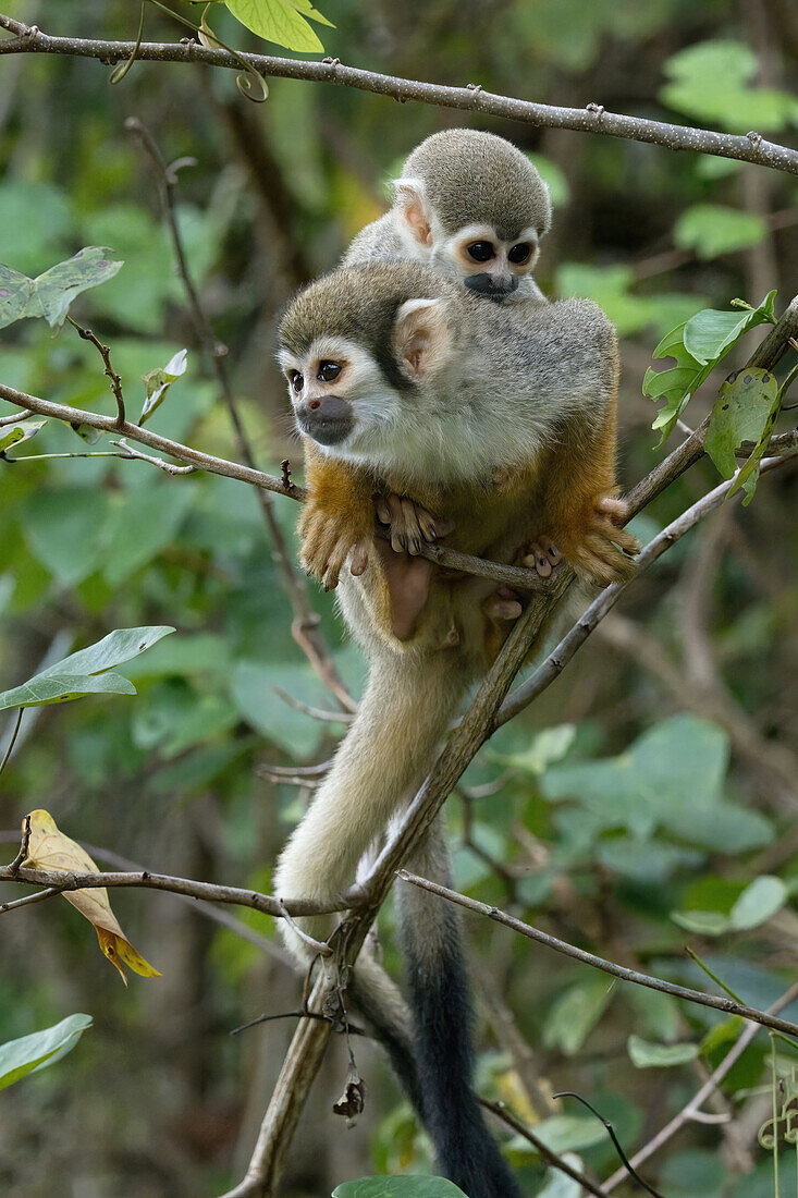 Goldrückenhörnchen (Saimiri ustus), trägt ein Jungtier auf seinem Rücken, Amazonasbecken, Brasilien, Südamerika