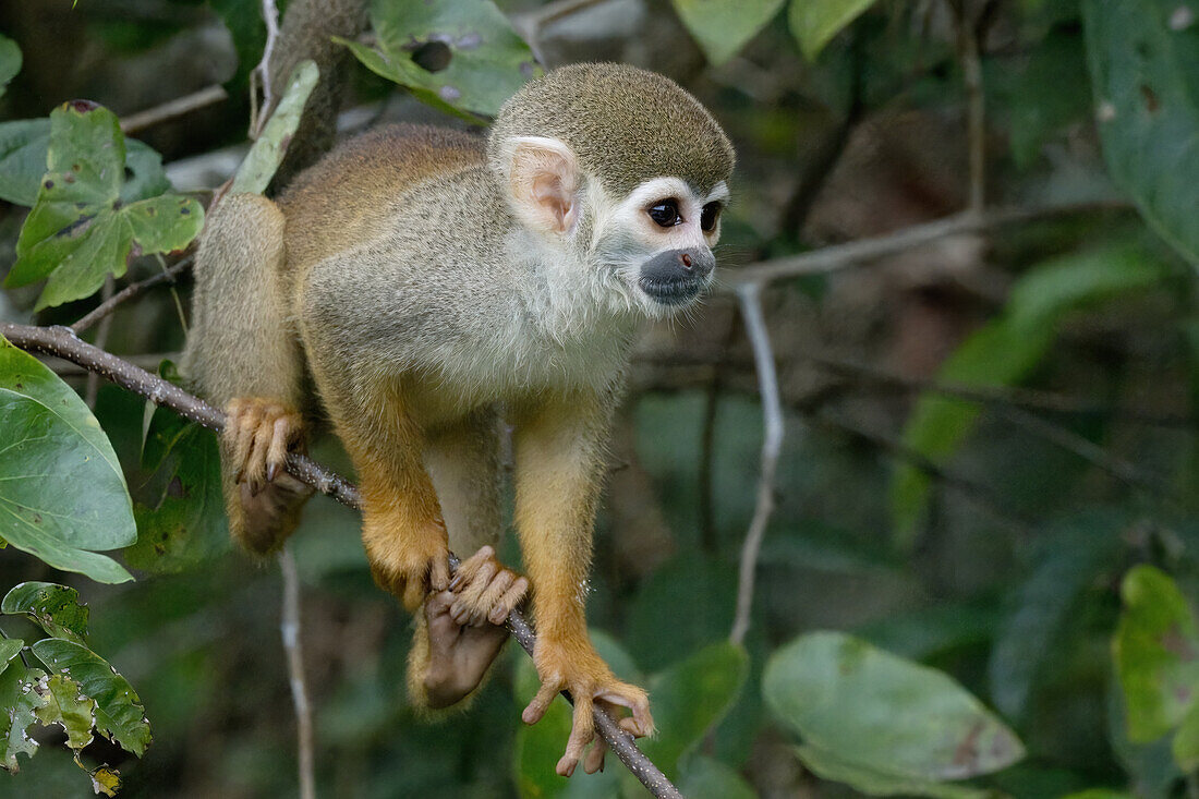 Goldrückenmeerkatze (Saimiri ustus), Amazonasbecken, Brasilien, Südamerika