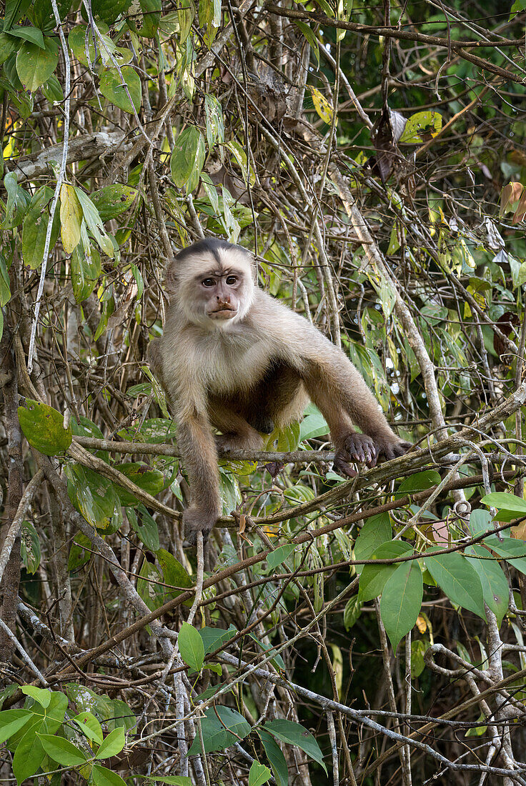 Weißstirnkapuzineräffchen (Cebus albifrons), Amazonasbecken, Brasilien, Südamerika