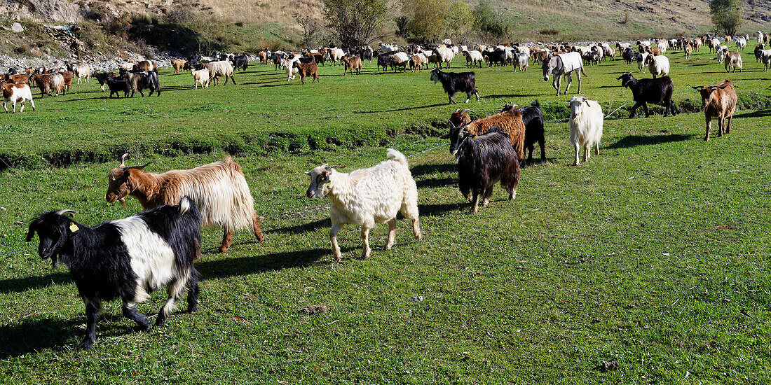 Herde von Schafen und Ziegen, Anatolien, Türkei, Kleinasien, Asien