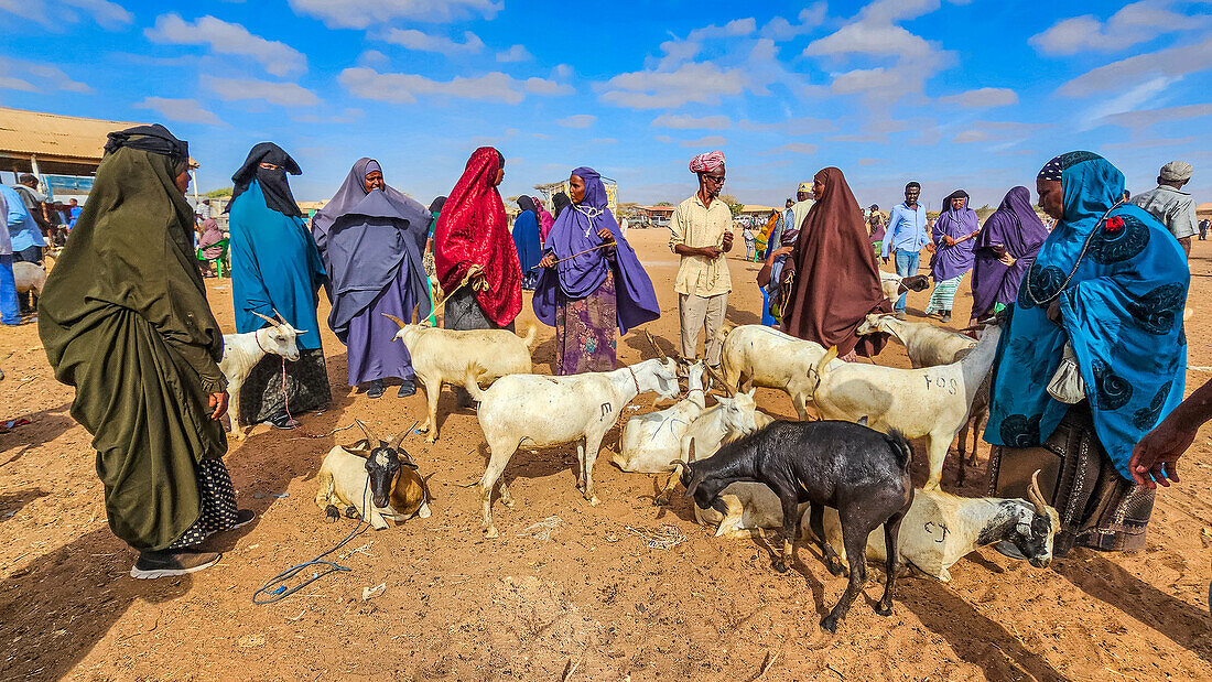 Group of women and goats at Cattle market, Burao, south eastern Somaliland, Somalia, Africa