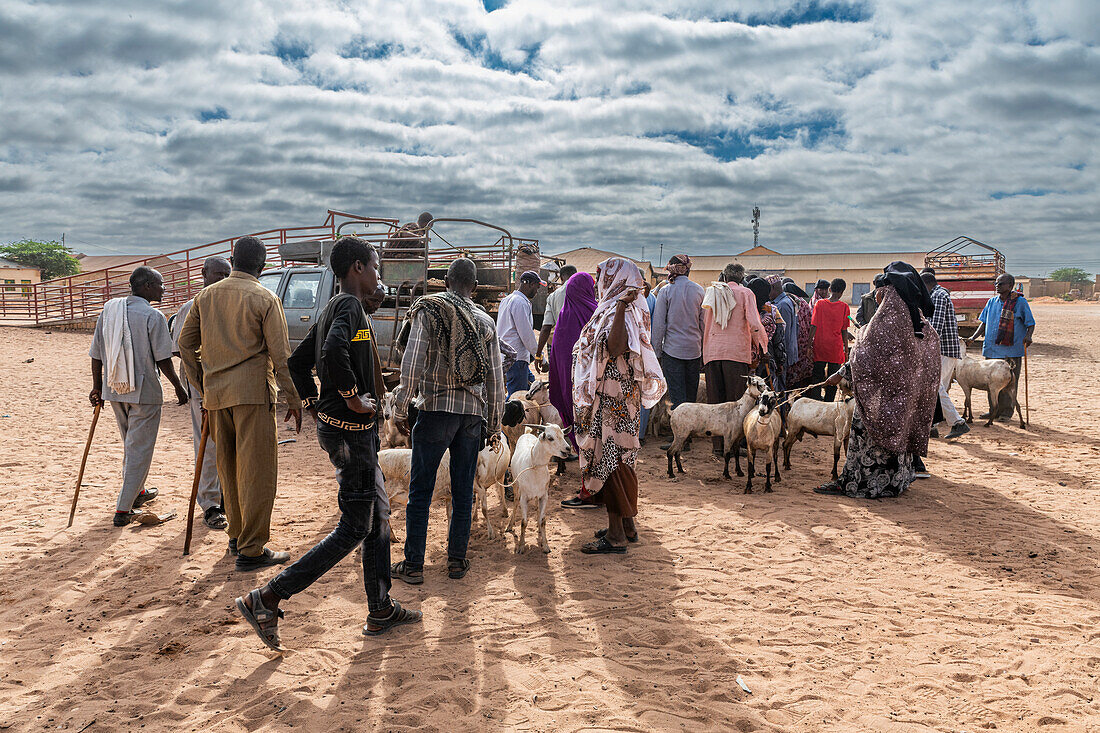 Ziegen auf dem Viehmarkt, Burao, südöstliches Somaliland, Somalia, Afrika