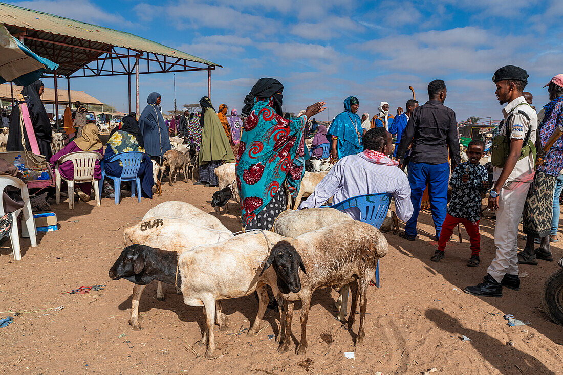 Goats at Cattle market, Burao, south eastern Somaliland, Somalia, Africa