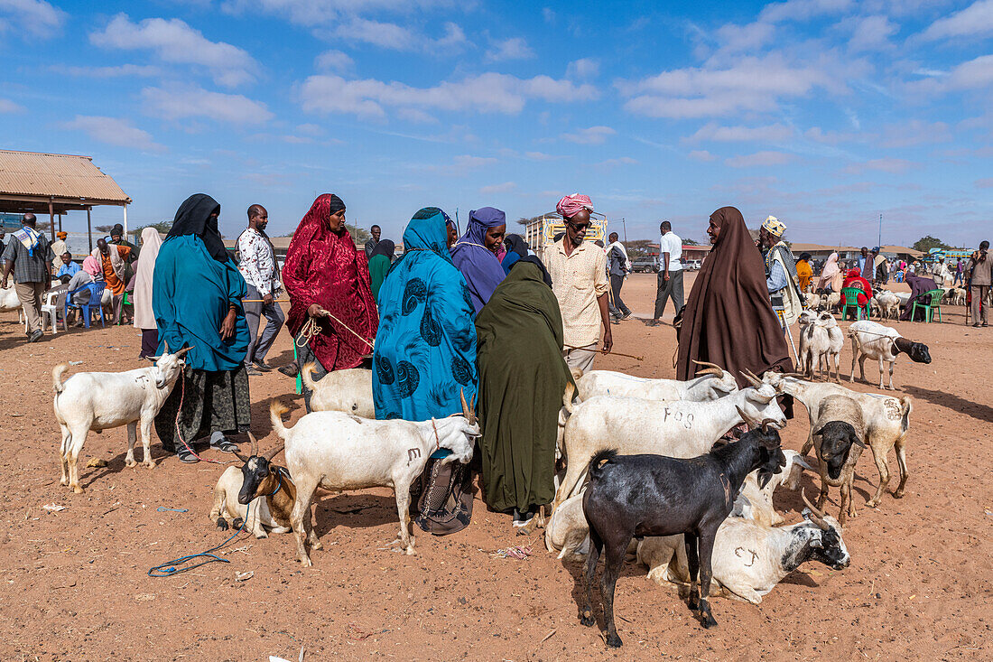 Goats at Cattle market, Burao, south eastern Somaliland, Somalia, Africa