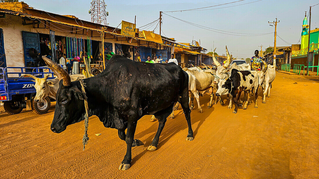 Cows walking through Wau, Western Bahr el Ghazal, South Sudan, Africa