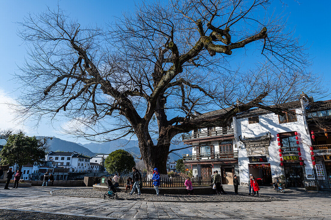 Baum im historischen Dorf Hongcun, UNESCO-Welterbestätte, Huangshan, Anhui, China, Asien