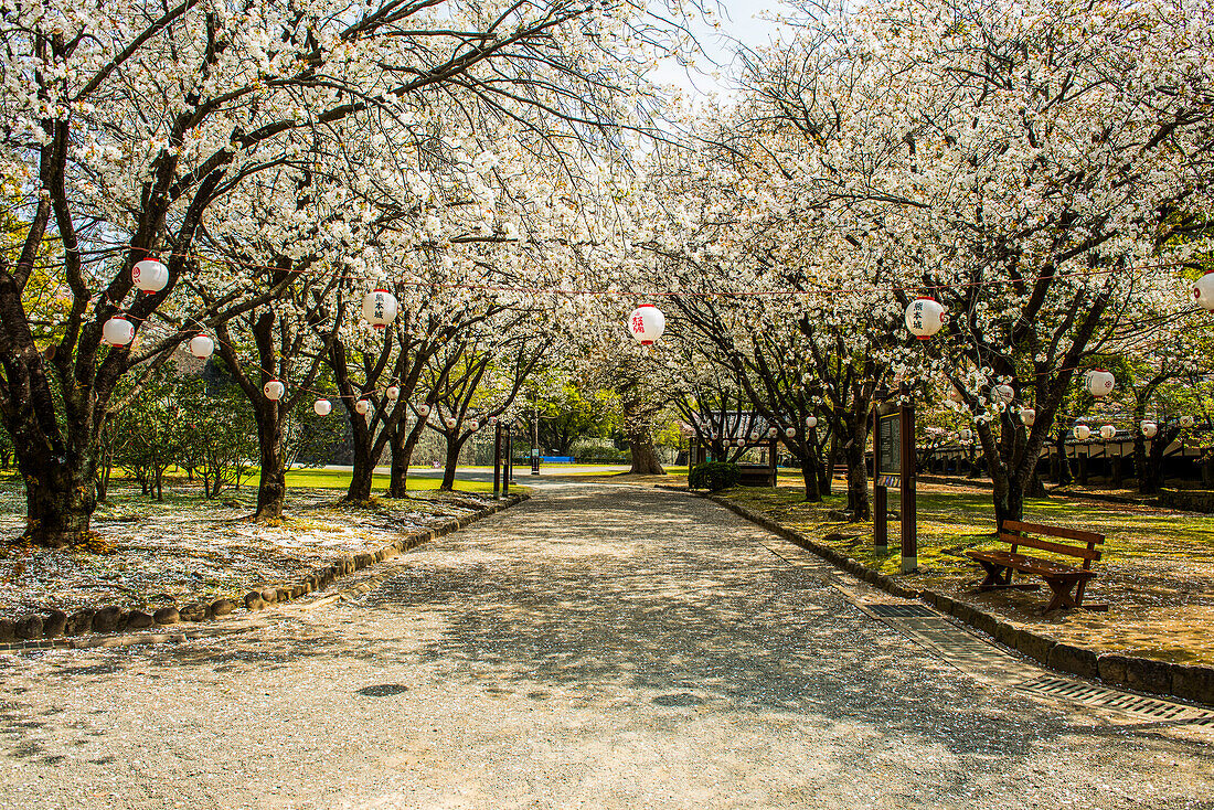 Kirschblüte im Garten der japanischen Burg von Kumamoto, Kumamoto, Kyushu, Japan, Asien