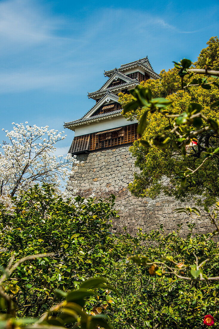 Kirschblüte in der japanischen Burg von Kumamoto, Kumamoto, Kyushu, Japan, Asien