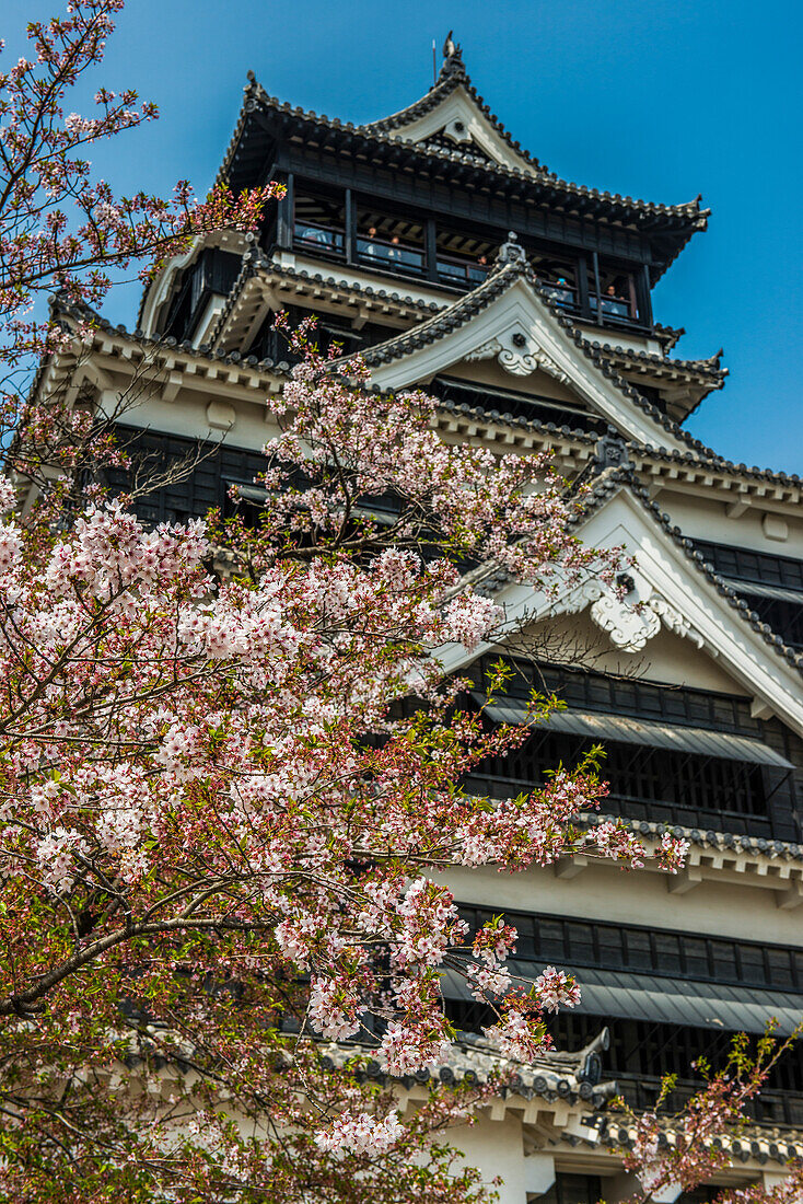 Kirschblüte in der japanischen Burg von Kumamoto, Kumamoto, Kyushu, Japan, Asien