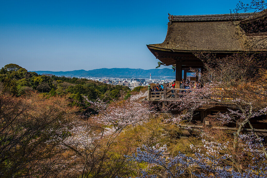 Cherry blossom in the Kiyomizu-dera Buddhist temple, UNESCO World Heritage Site, Kyoto, Honshu, Japan, Asia